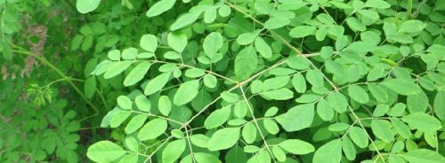 Moringa Leaf, Color : Green Natural