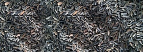 Niger Seed, Brand Name : KGCPL, Moisture : 9 % Max