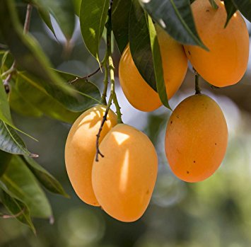 Ratnagiri Alphonso Mango, Color : Golden Yellow