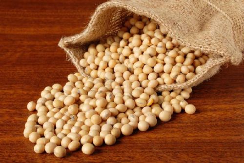 Non-GMO Soybean Seeds, Packaging Type : Bulk, Moisture : 10% Max