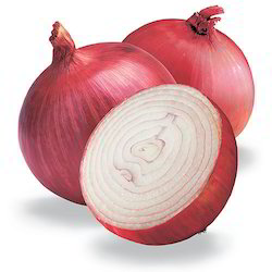 Fresh red onion For Human Consumption