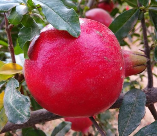 Fresh Pomegranates