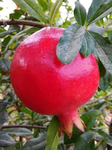 Organic Pomegranate