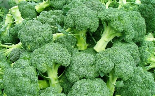 Cholans Exports Common Fresh Broccoli, Color : Green