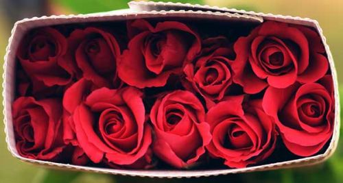 Cholans Exports Fresh Red Rose