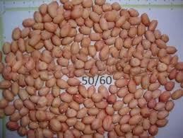 Natural Groundnuts seeds(50-60), For Agriculture, Food, Style : Dried, Raw