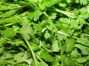 Coriander, Material : Coriander Seeds