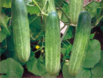 HyBrid Cucumber