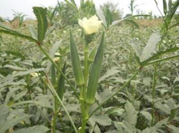 Hybrid Okra