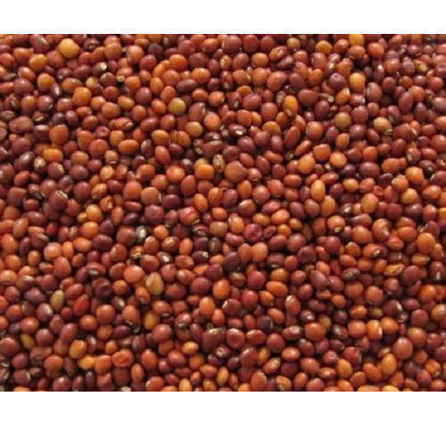 Arhar Seeds