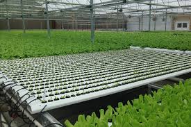 Hydroponic Systems