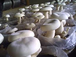 Fresh Milky Mushroom