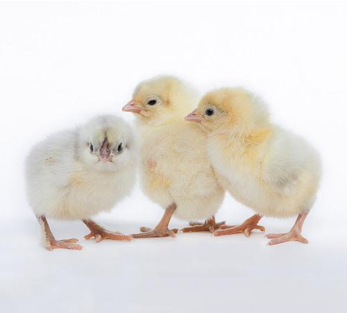 Broiler Chicks, For Farming, Color : White