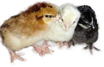 40gm Approx Giriraja Chicks, Gender : Male, Female