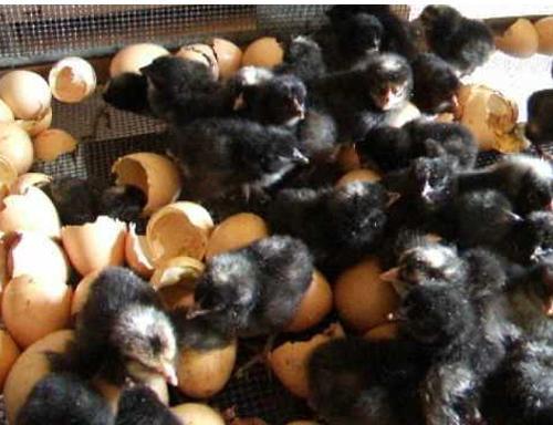 Kadaknath Chicks