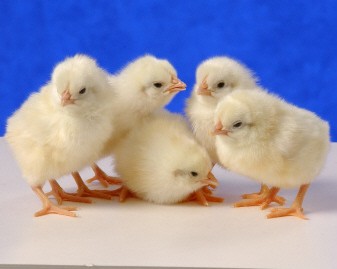 White Leghorn Chicks, For Farming