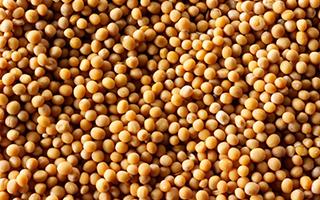 Organic Mustard Seeds, Color : Yellow