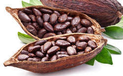 Organic Cocoa Beans