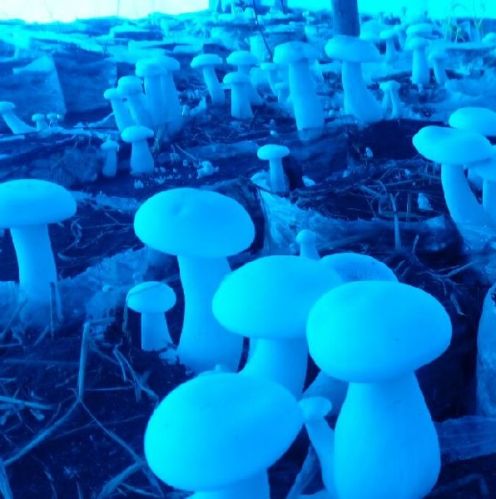 Milky white mushroom