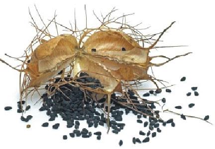 Nigella Seeds, Packaging Type : PP Bag
