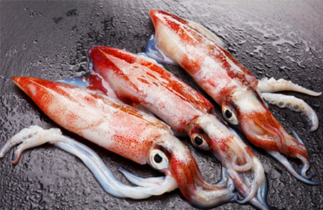 Frozen Squid