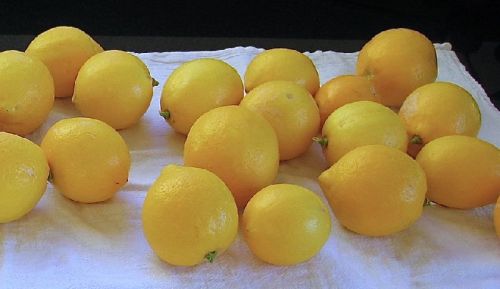 Common fresh lemon, Grade : Grade A, Packaging Type : Green