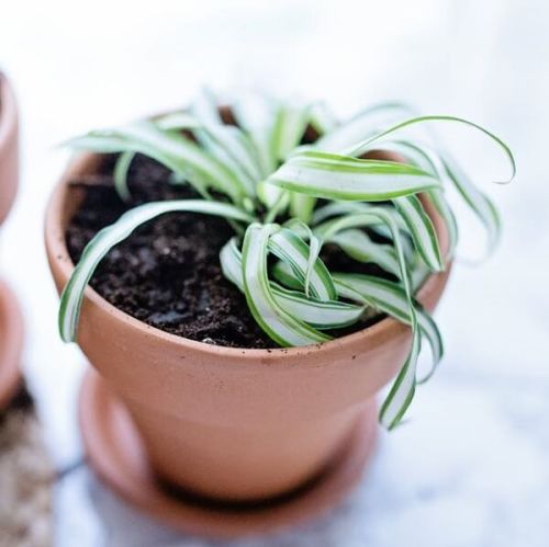 Spider Plant