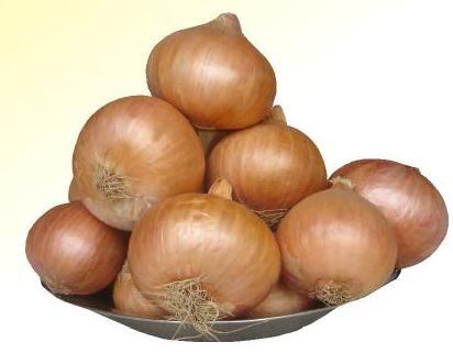 Fursungi Onion Seed