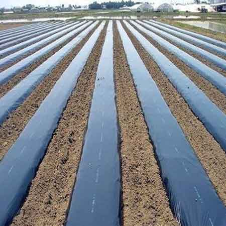 Biodegradable Mulch Film