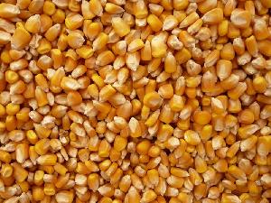 Yellow Corn Animal Feed