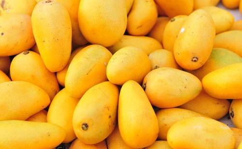 Fresh Mango,fresh Mango, Color : Yellow