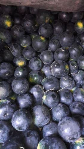 Watermelon, Storage : Cool Place