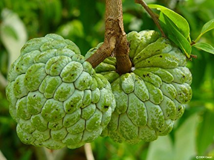 Fresh Custard Apple, Packaging Type : Carton