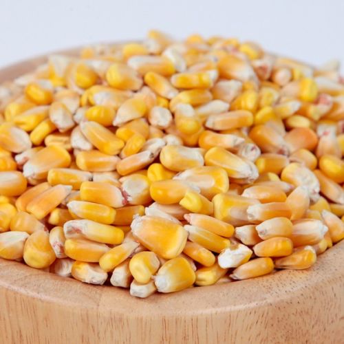 Yellow Corn Seeds, For Animal Feed, Human Consumption, Packaging Type : Pouches