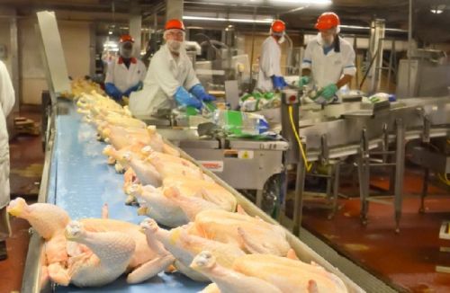 Frozen Chicken and Parts