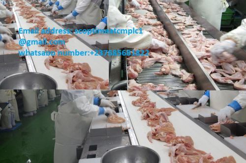 Frozen Chicken and Parts For Sale