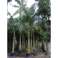 Palm Tree