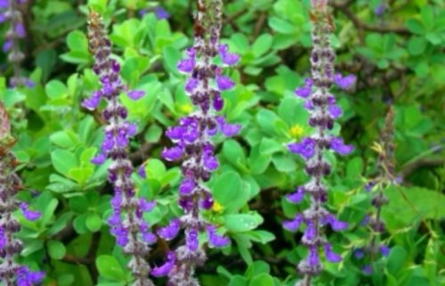 Coleus Forskohlii