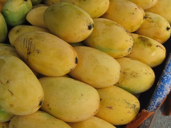 Organic Fresh Dashehari Mango, Packaging Type : 2.5 5kg