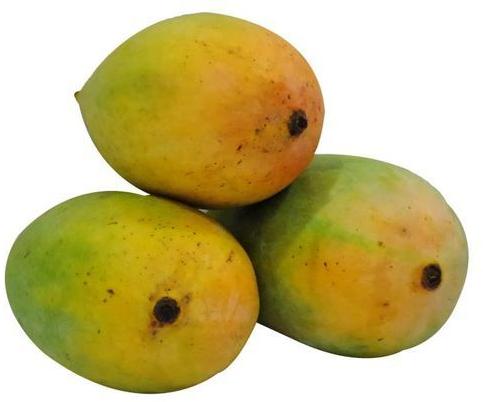 Organic Fresh Kesar Mango, Packaging Type : 2.5 5kg