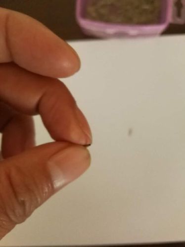 GR1 GR2 Titanium Capillary Tube 0.5-4mm, Brand Name : Xw