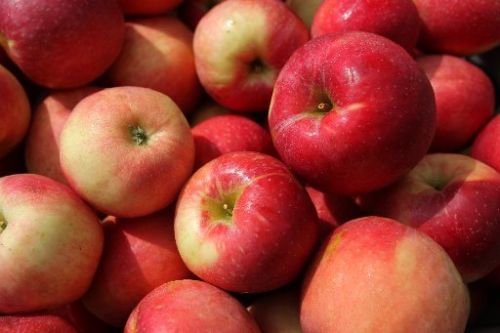 Fresh apple, Packaging Type : Red for Crispy Sweet