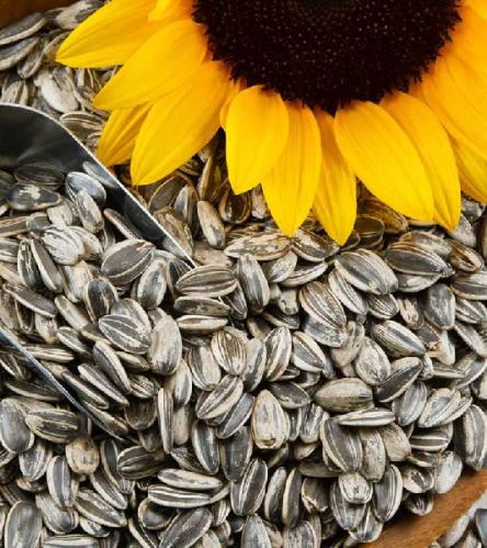Sunflower seeds