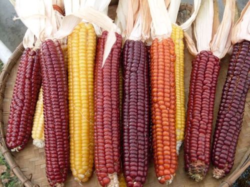 Flint Corn