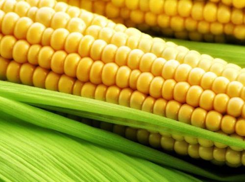 Fresh Yellow Maize