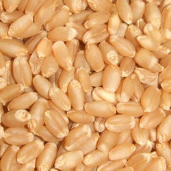 Lokwan Wheat Seeds