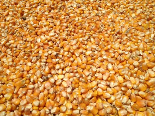 Maize cattle feed