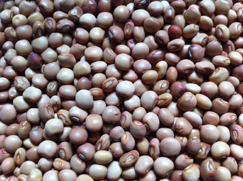 Pigeon Peas