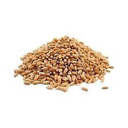 Sharbati Wheat Seeds