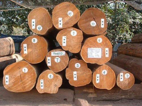 Burma Teak Logs Wooden